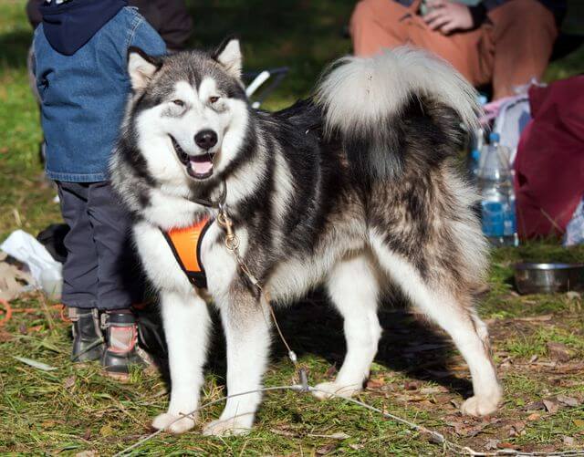 Nombres de Alaskan Malamute | Nombres de perros