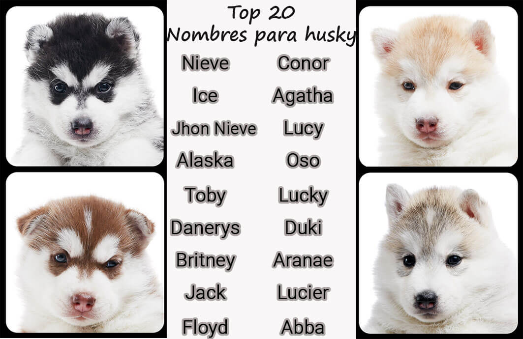 Nombres para perros Husky - 101 ideas de nombres para Husky Siberiano