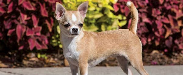 https://www.nombresdeperros.eu/wp-content/uploads/2020/12/chihuahua-pequeno.jpg