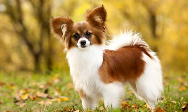 https://www.nombresdeperros.eu/wp-content/uploads/2020/12/papillon.jpg