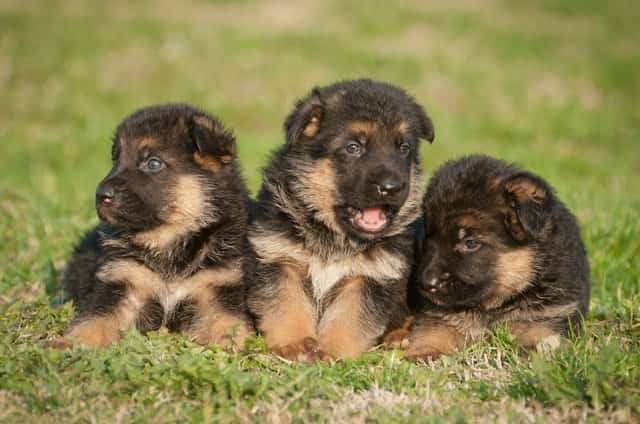 Nombres Cortos Para Perros Nombresdeperroseu